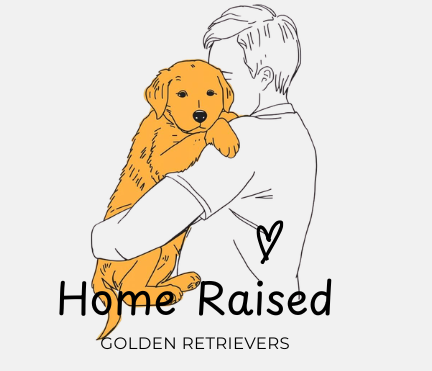 Home Raised Goldenretriever Kennel